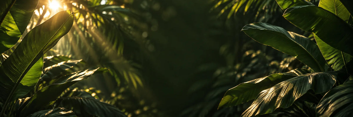Sunlit tropical leaves framing a dark green background for the MOOEi Sale Edit.