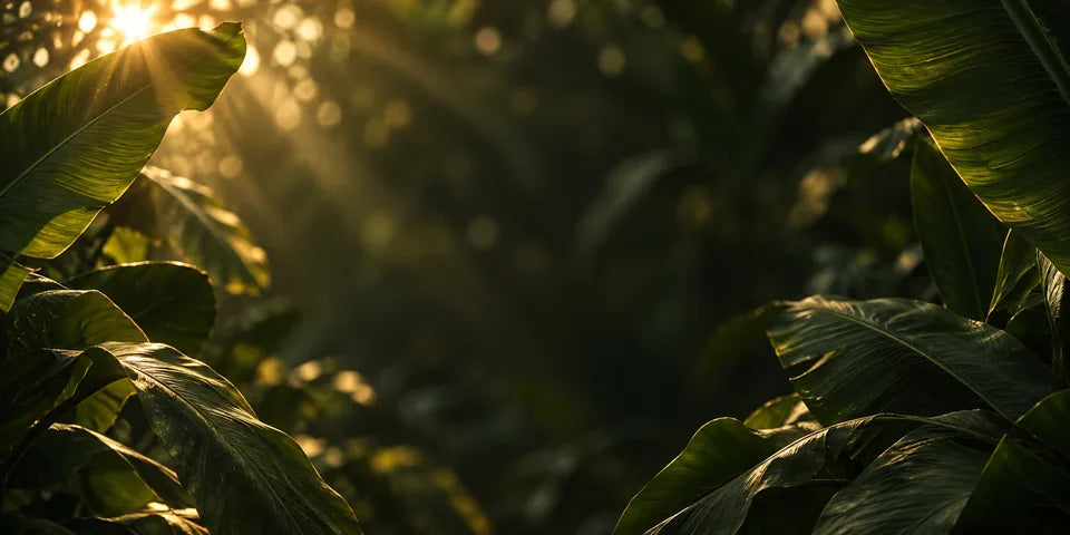 Sunlit tropical leaves framing a dark green background for the MOOEi Sale Edit.